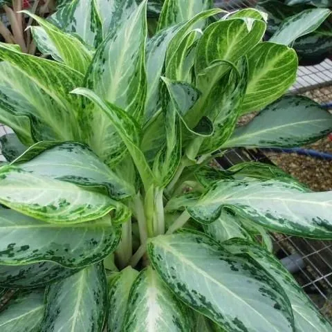 thumbnail for publication: New Florida Foliage Plant Cultivar: 'Emerald Bay' Aglaonema